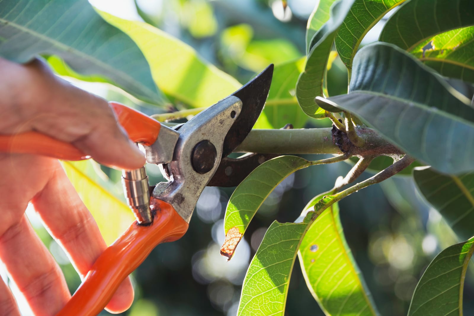 Snoeien van blauwe regen: Tips voor een gezonde en bloeiende plant